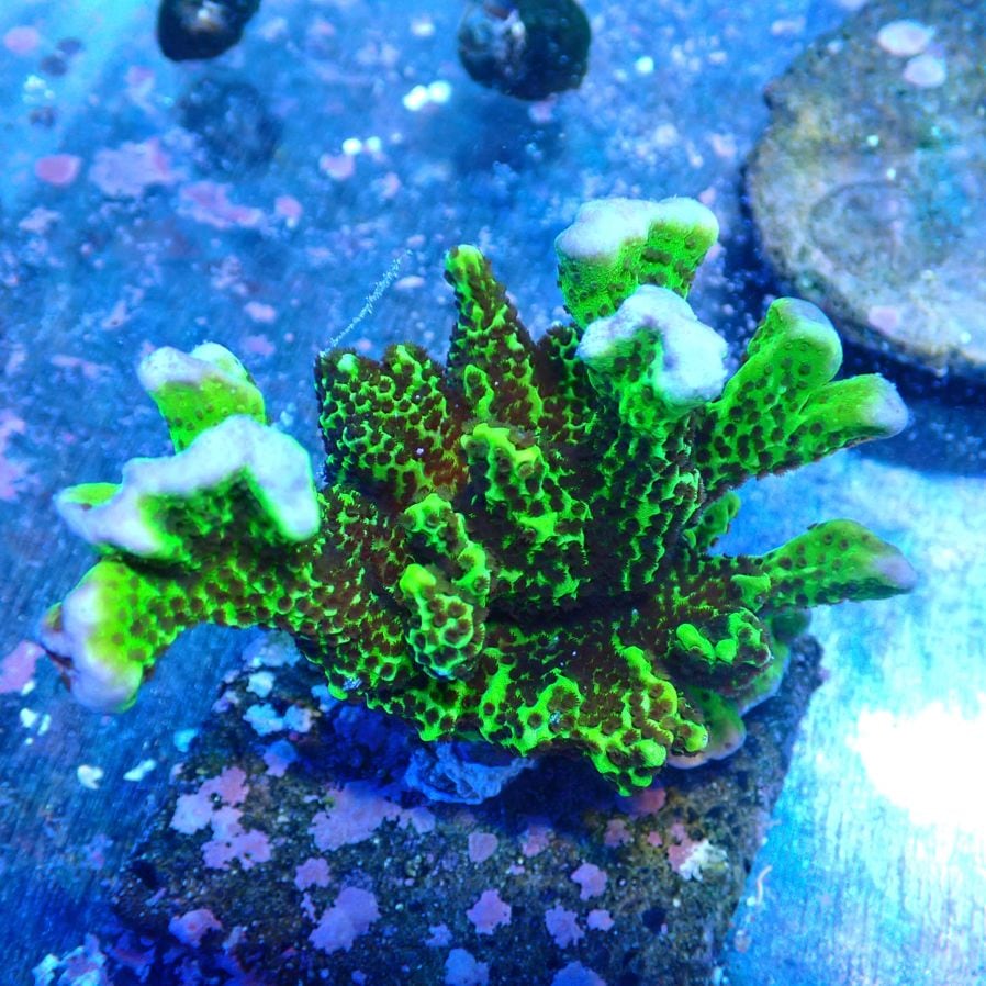 サンゴ,SPS | CENTRAL CORAL