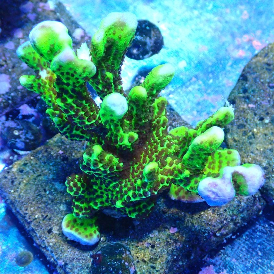 サンゴ,SPS | CENTRAL CORAL