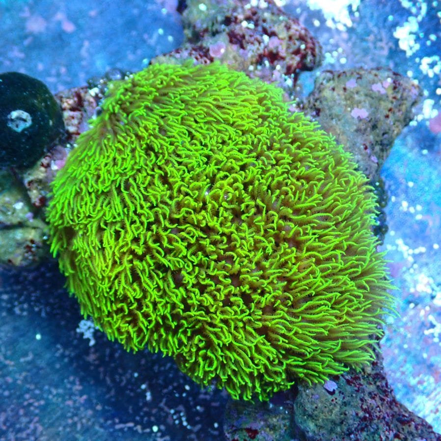 サンゴ,ソフトコーラル | CENTRAL CORAL