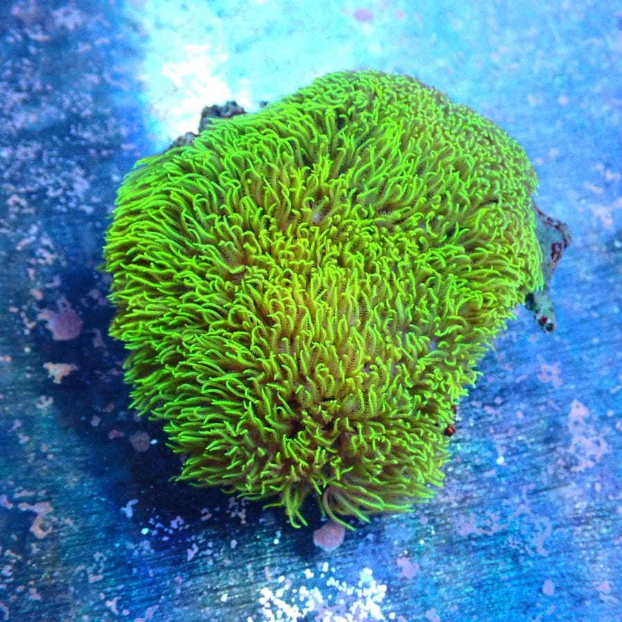 特価サンゴ・海水魚 | CENTRAL CORAL