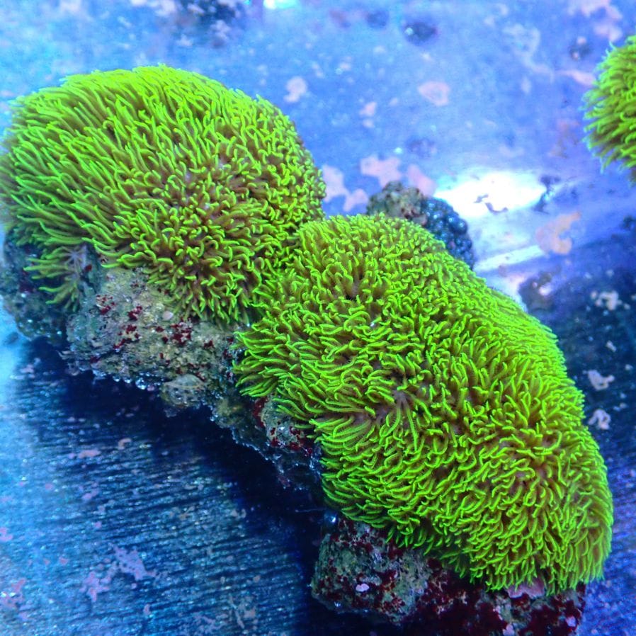 特価サンゴ・海水魚 | CENTRAL CORAL