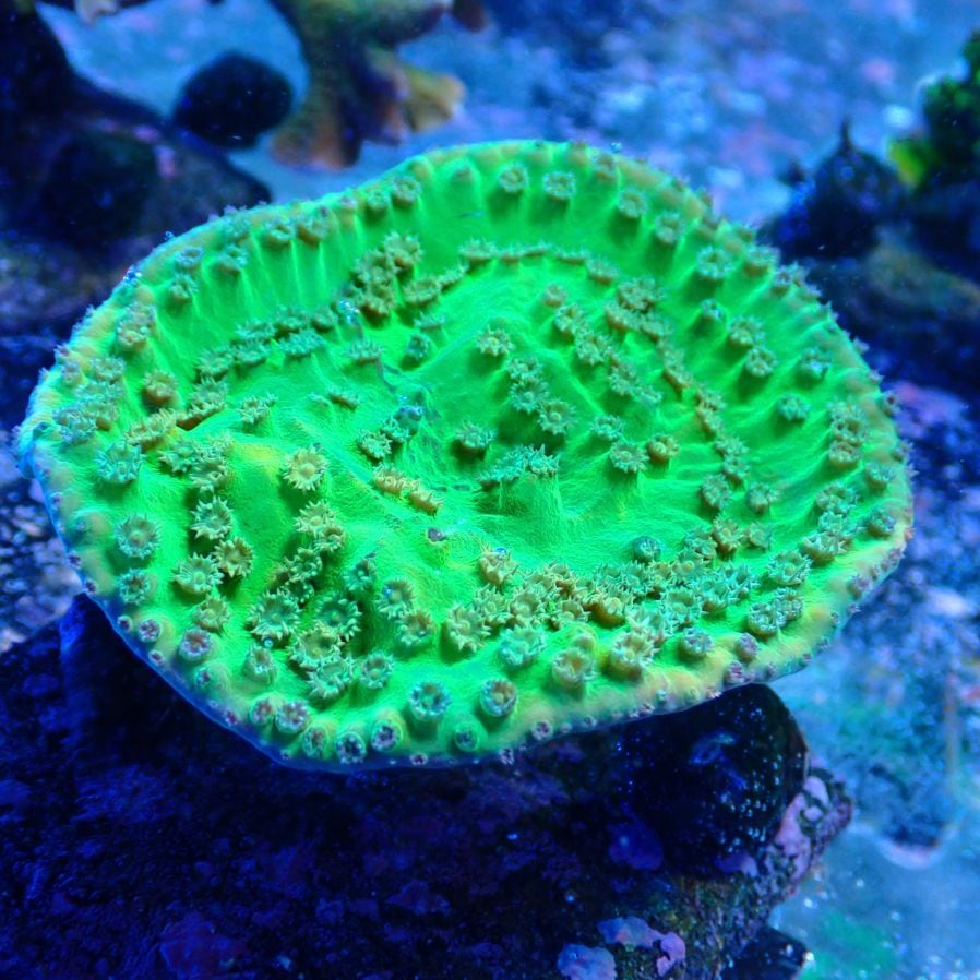 特価サンゴ・海水魚 | CENTRAL CORAL