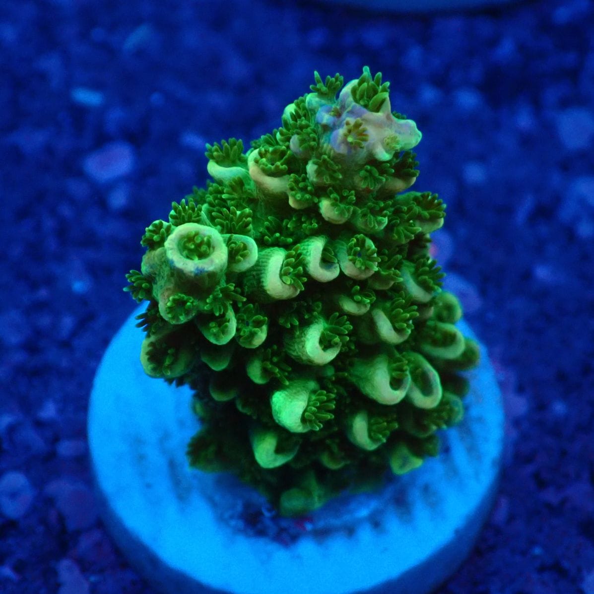 サンゴ,フラグサンゴ,ミドリイシ | CENTRAL CORAL