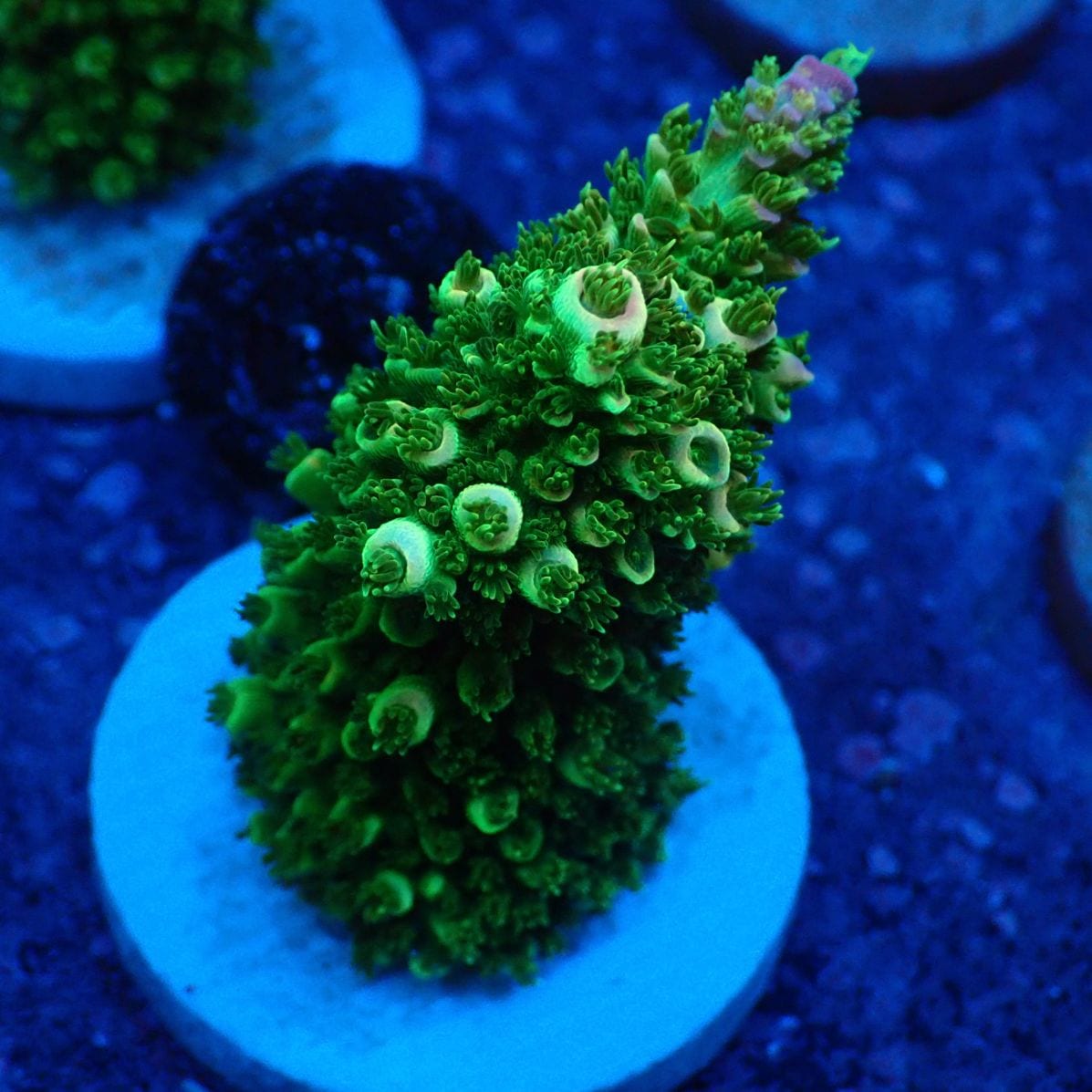 サンゴ,フラグサンゴ,ミドリイシ | CENTRAL CORAL