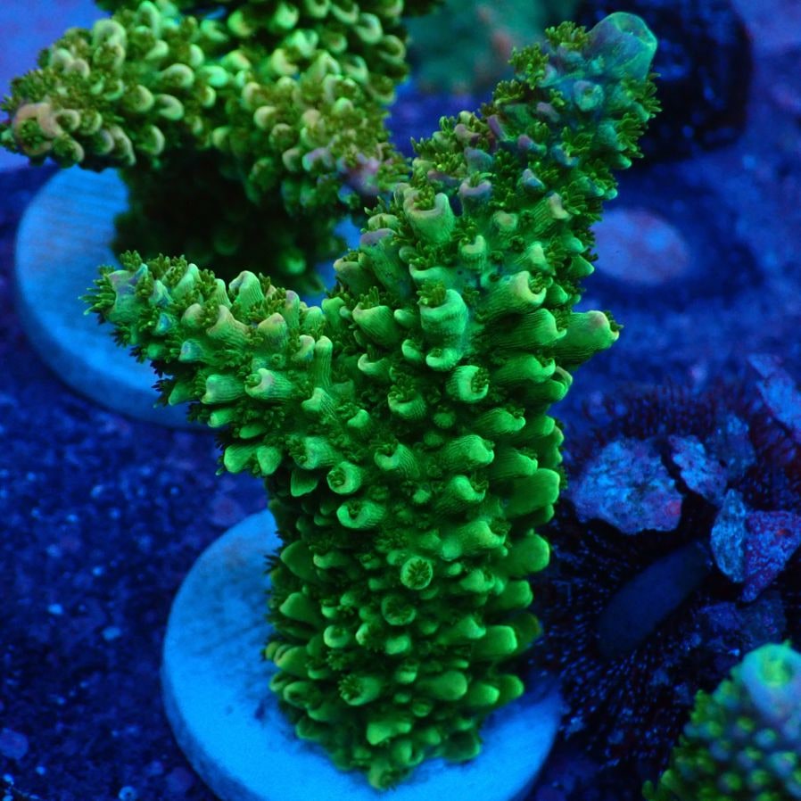 サンゴ,フラグサンゴ,ミドリイシ | CENTRAL CORAL