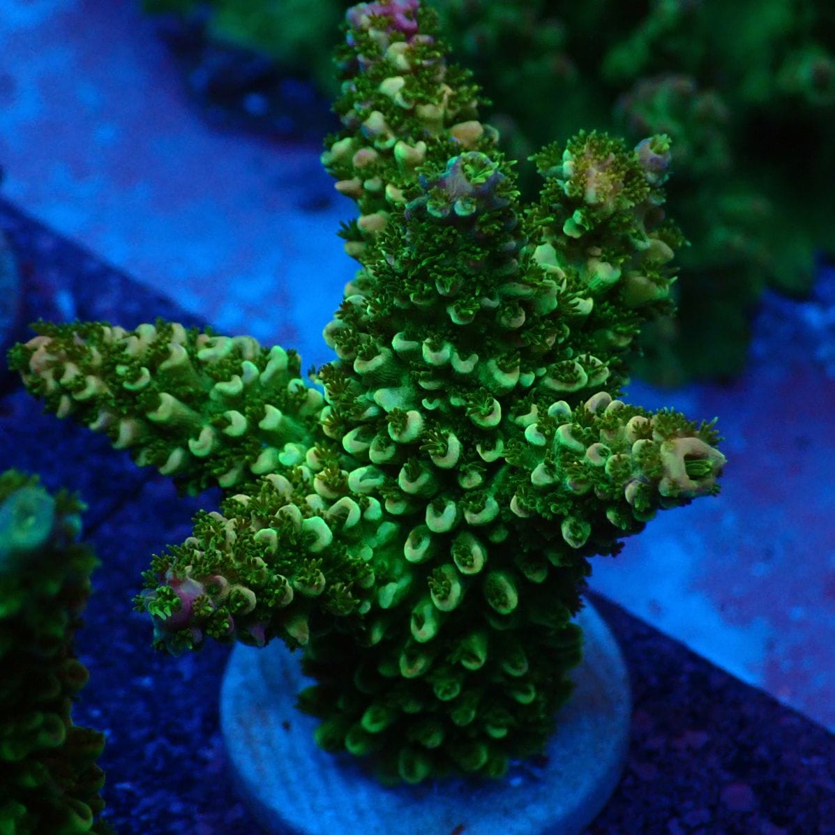 サンゴ,ミドリイシ | CENTRAL CORAL