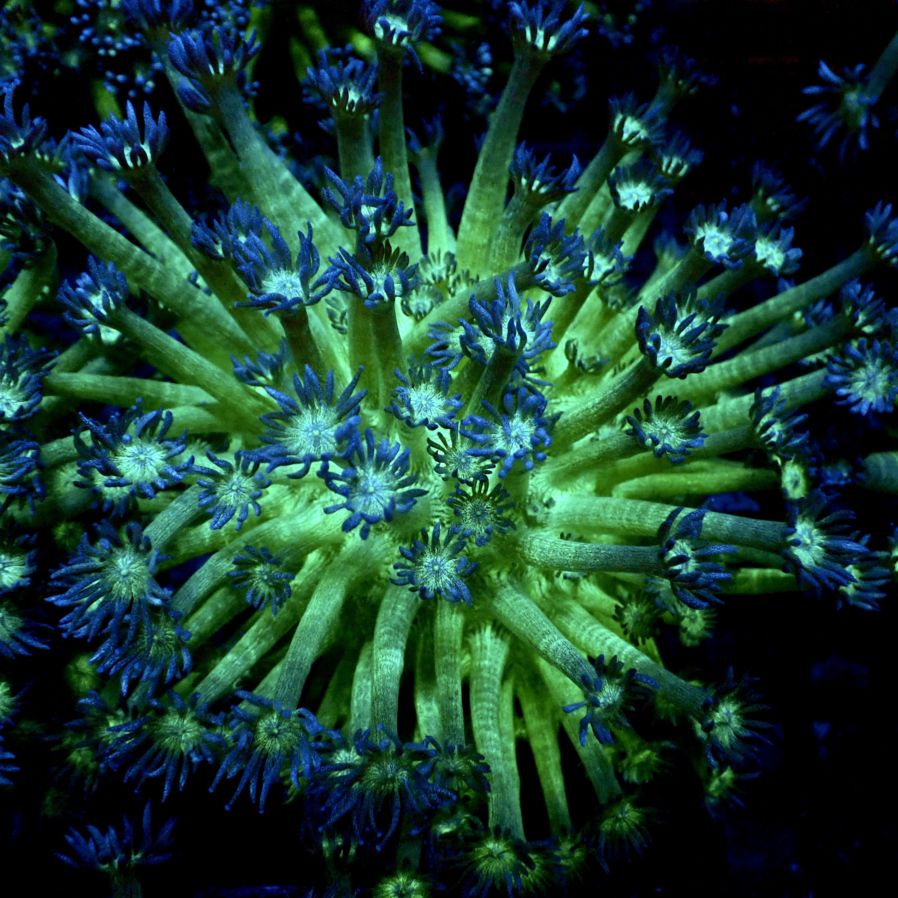 サンゴ,LPS,ハナガササンゴ | CENTRAL CORAL