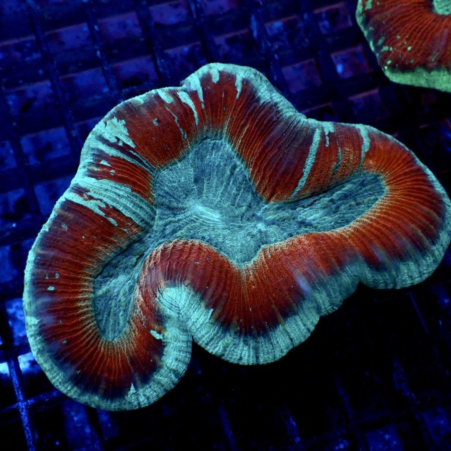 サンゴ | CENTRAL CORAL