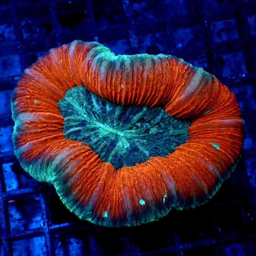 サンゴ,LPS | CENTRAL CORAL