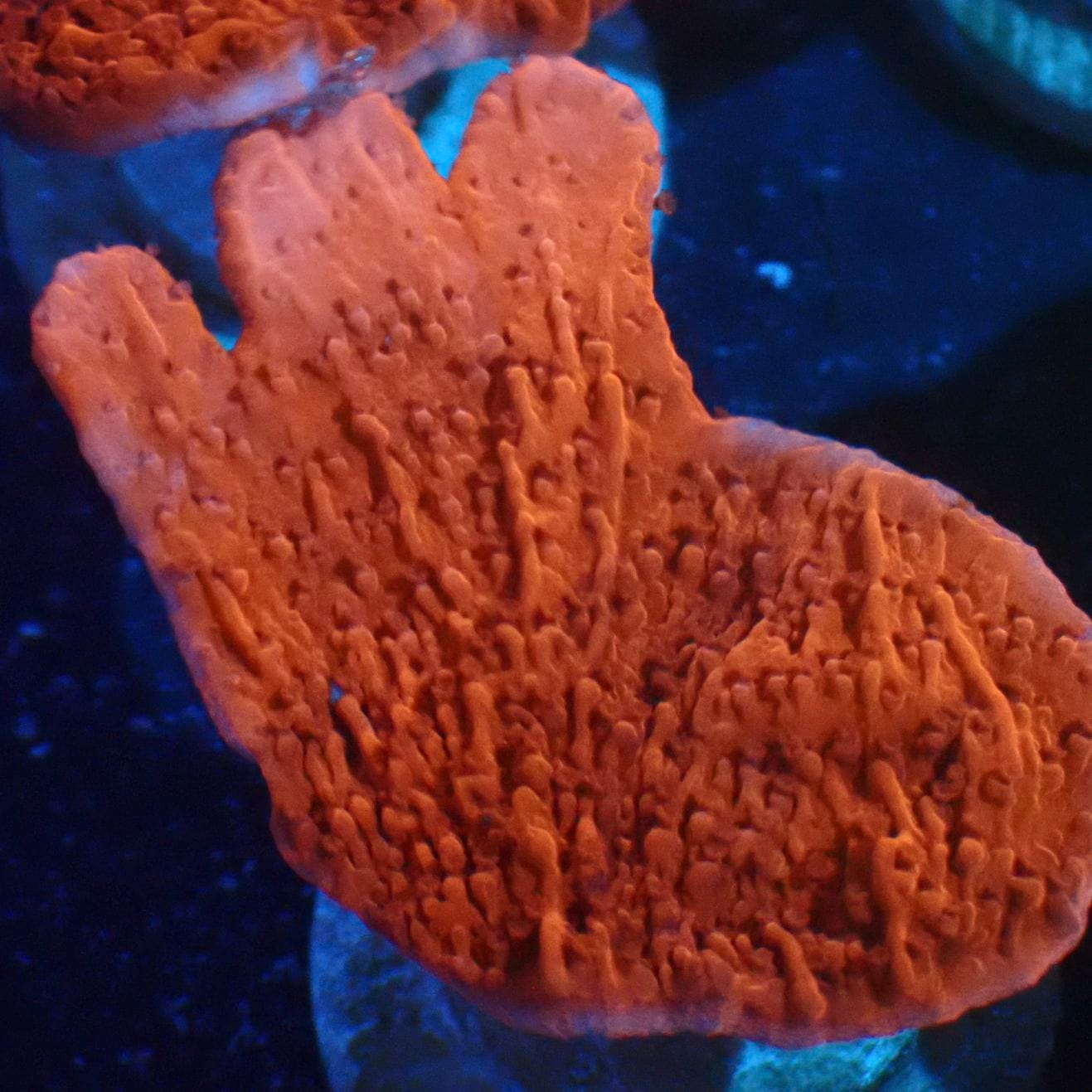 サンゴ,SPS,コモンサンゴ | CENTRAL CORAL