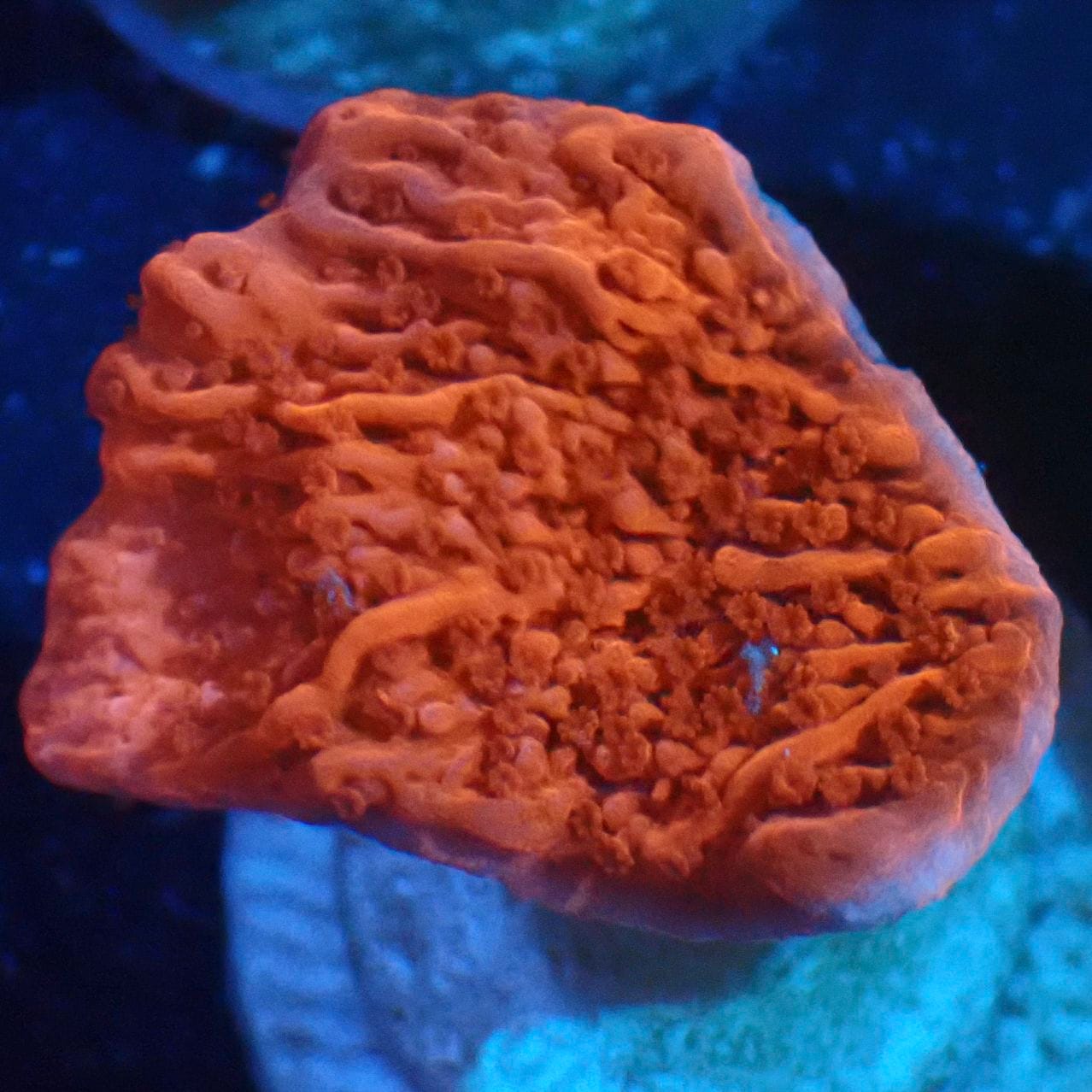 サンゴ,SPS,コモンサンゴ | CENTRAL CORAL