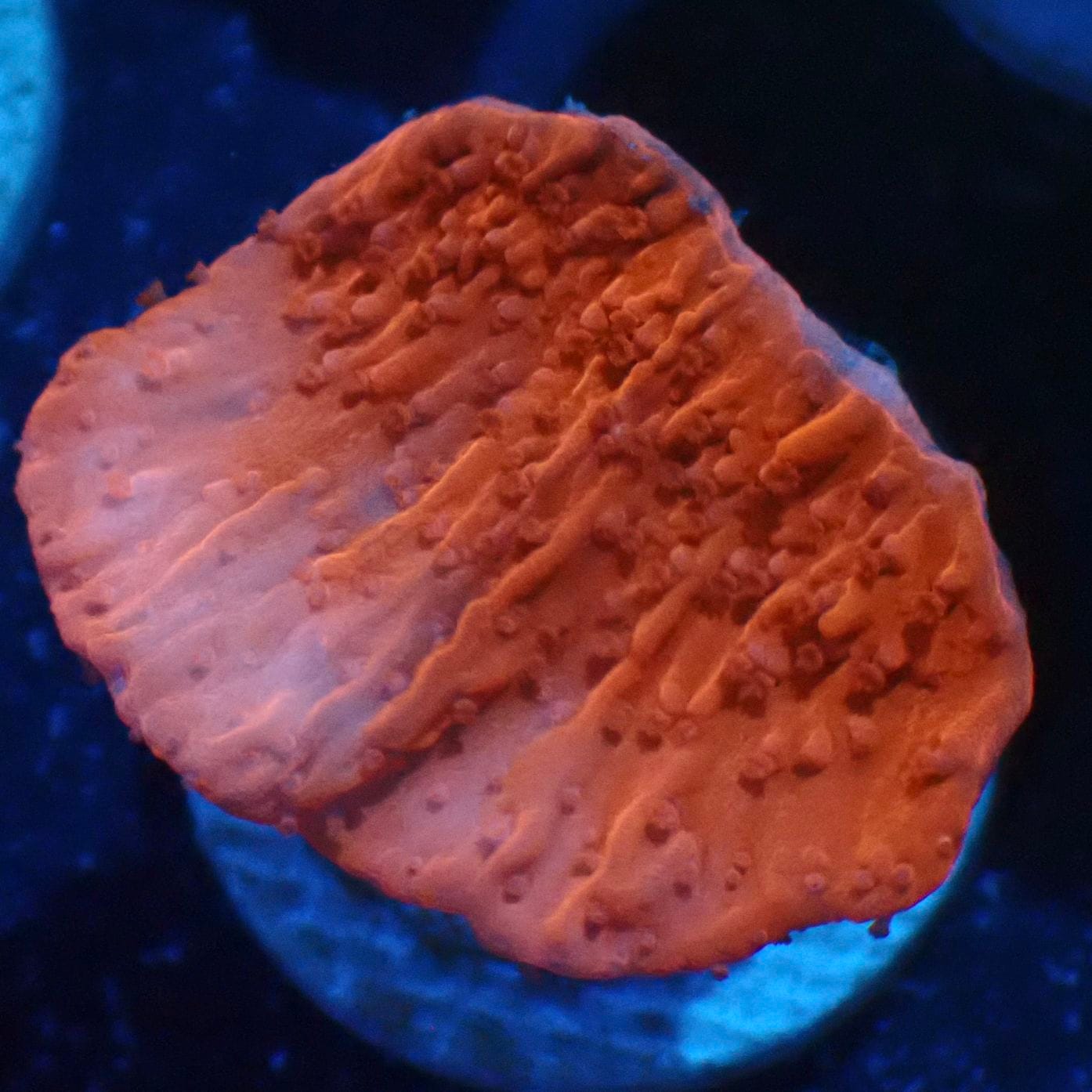 サンゴ,SPS,コモンサンゴ | CENTRAL CORAL