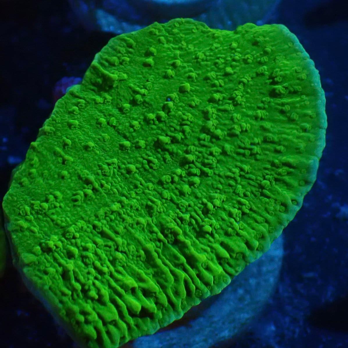 サンゴ,SPS,コモンサンゴ | CENTRAL CORAL