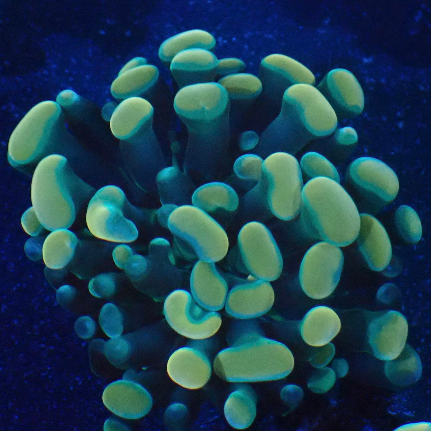 サンゴ,LPS,ナガレハナサンゴ | CENTRAL CORAL サンゴ,LPS,ナガレハナサンゴ | CENTRAL CORAL
