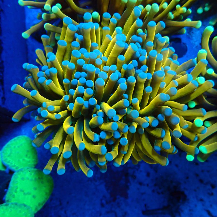 24k HG Torch 】現物 | サンゴ,LPS,ツツマルハナサンゴ | CENTRAL CORAL
