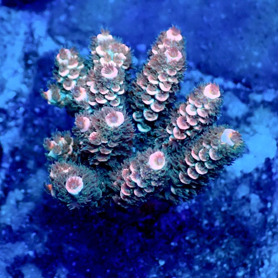 サンゴ,ミドリイシ | CENTRAL CORAL