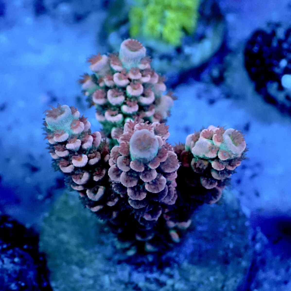 サンゴ,ミドリイシ | CENTRAL CORAL