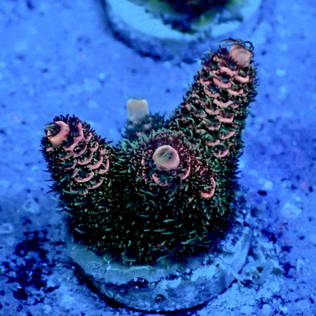 サンゴ,フラグサンゴ,ミドリイシ | CENTRAL CORAL サンゴ,フラグサンゴ,ミドリイシ | CENTRAL CORAL