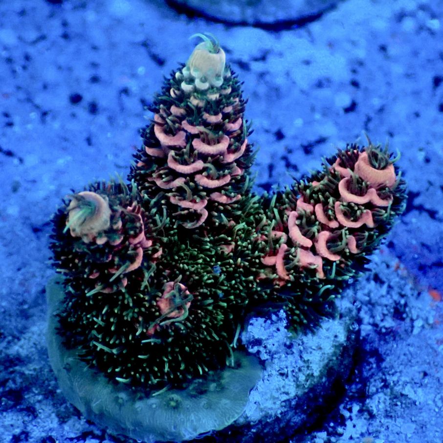 サンゴ,ミドリイシ | CENTRAL CORAL