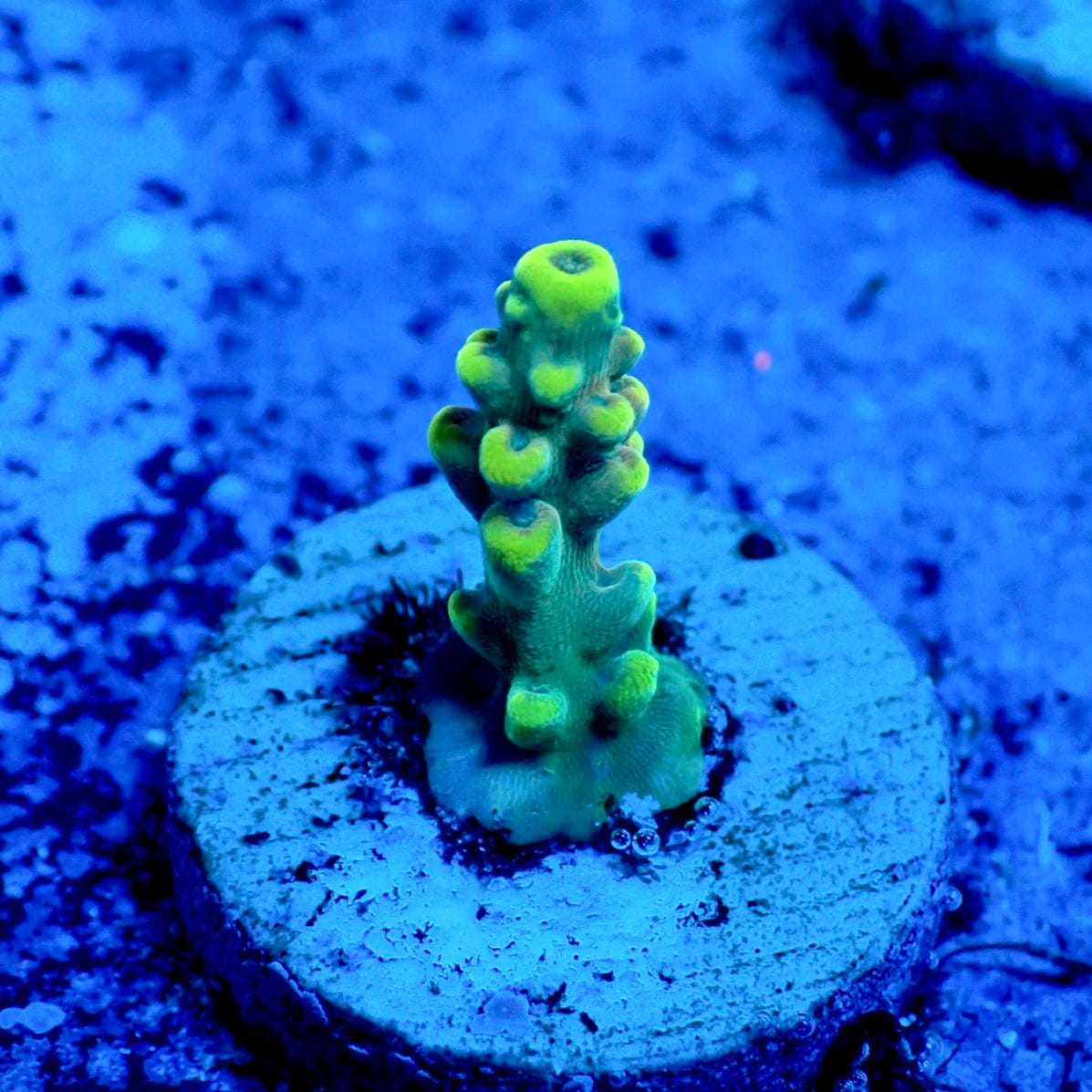 サンゴ,フラグサンゴ,ミドリイシ | CENTRAL CORAL