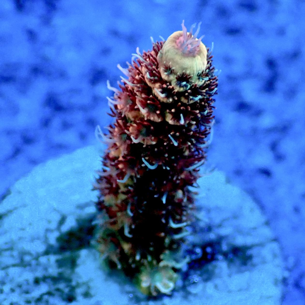 サンゴ,ミドリイシ | CENTRAL CORAL サンゴ,ミドリイシ | CENTRAL CORAL