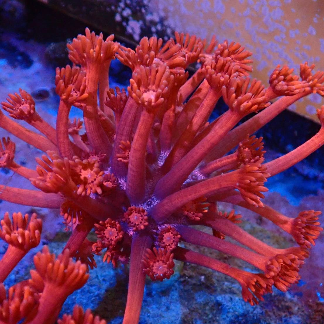サンゴ | CENTRAL CORAL