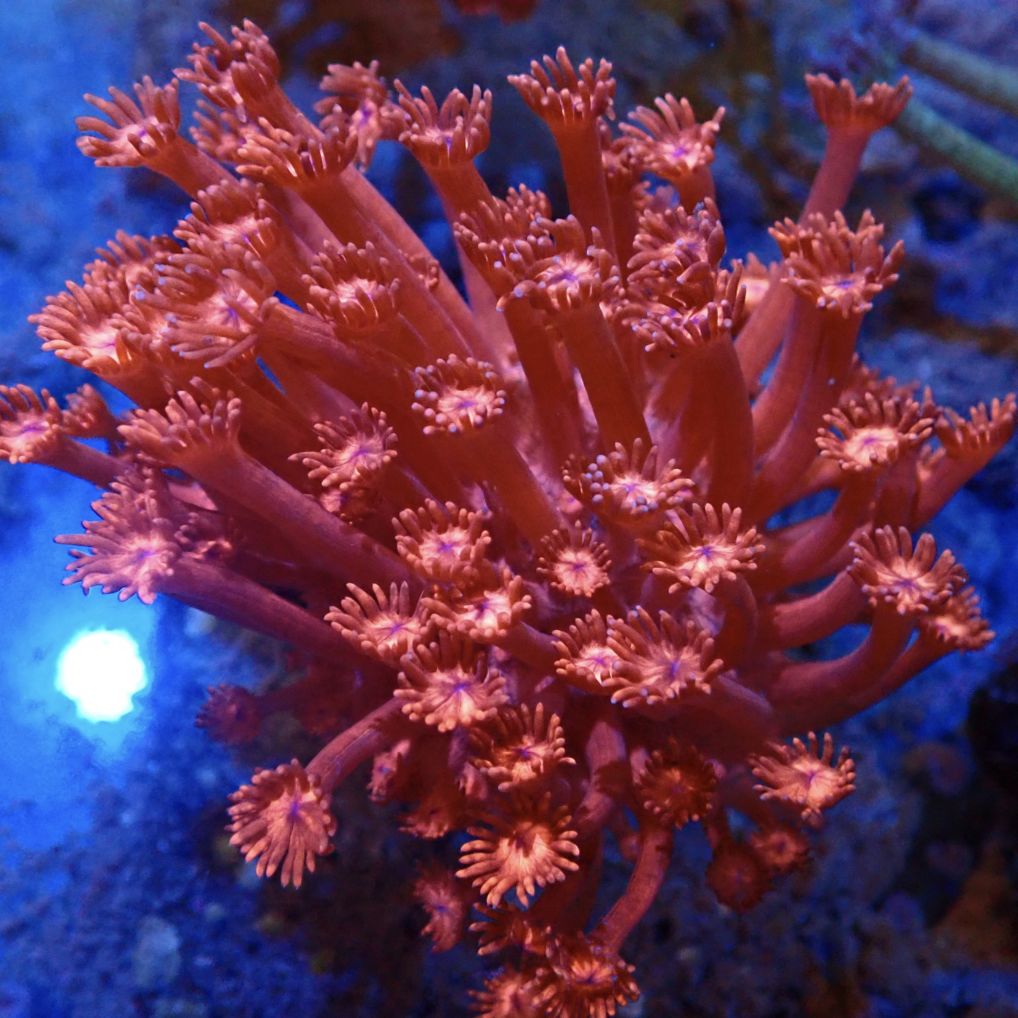 サンゴ | CENTRAL CORAL