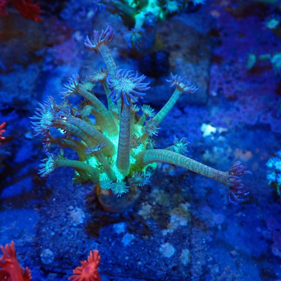 サンゴ | CENTRAL CORAL
