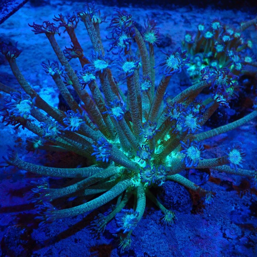 サンゴ | CENTRAL CORAL