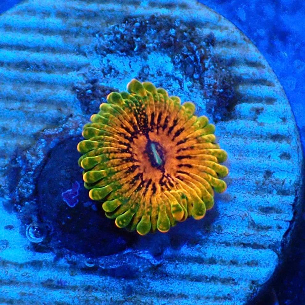 サンゴ,ソフトコーラル,マメスナギンチャク | CENTRAL CORAL
