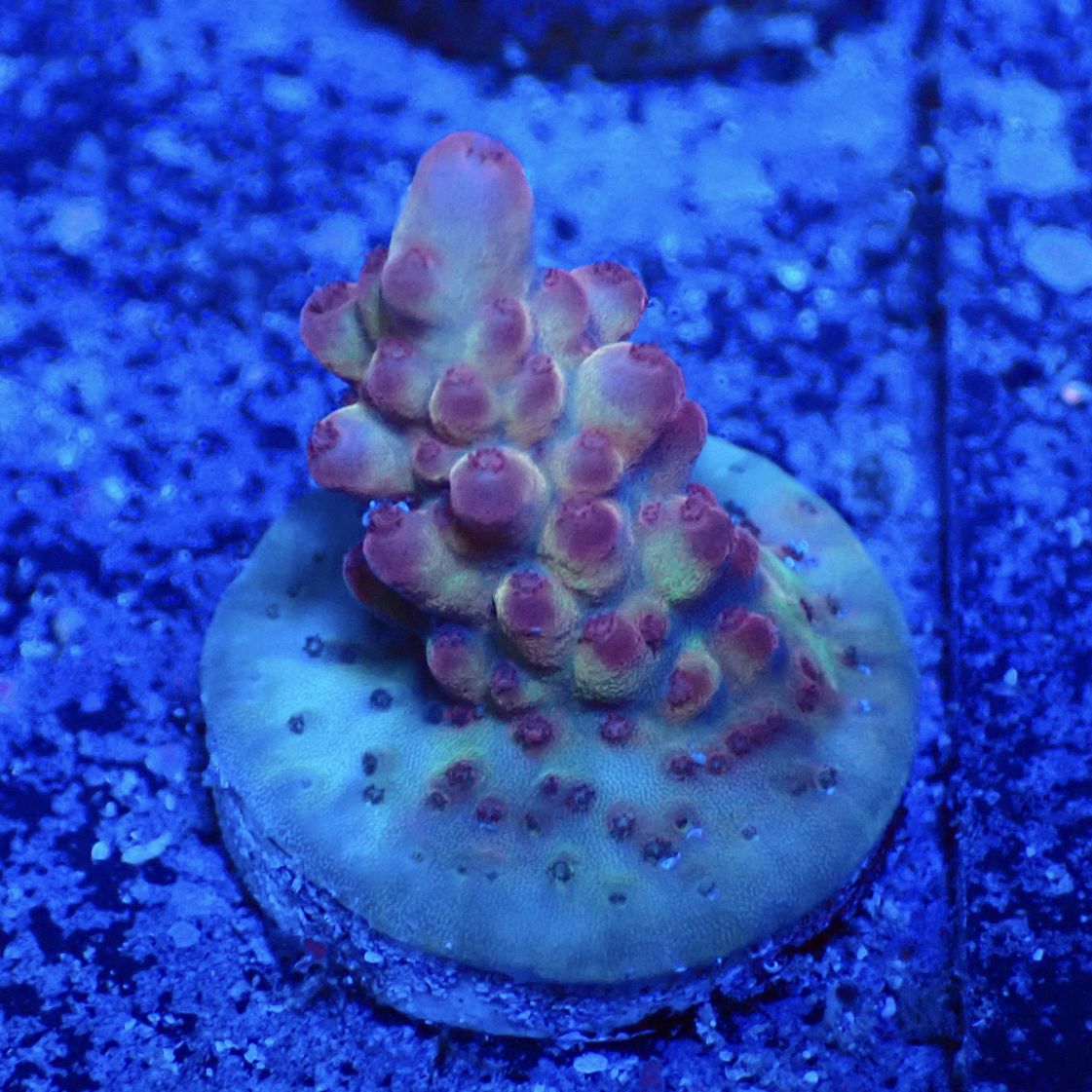 サンゴ,フラグサンゴ | CENTRAL CORAL