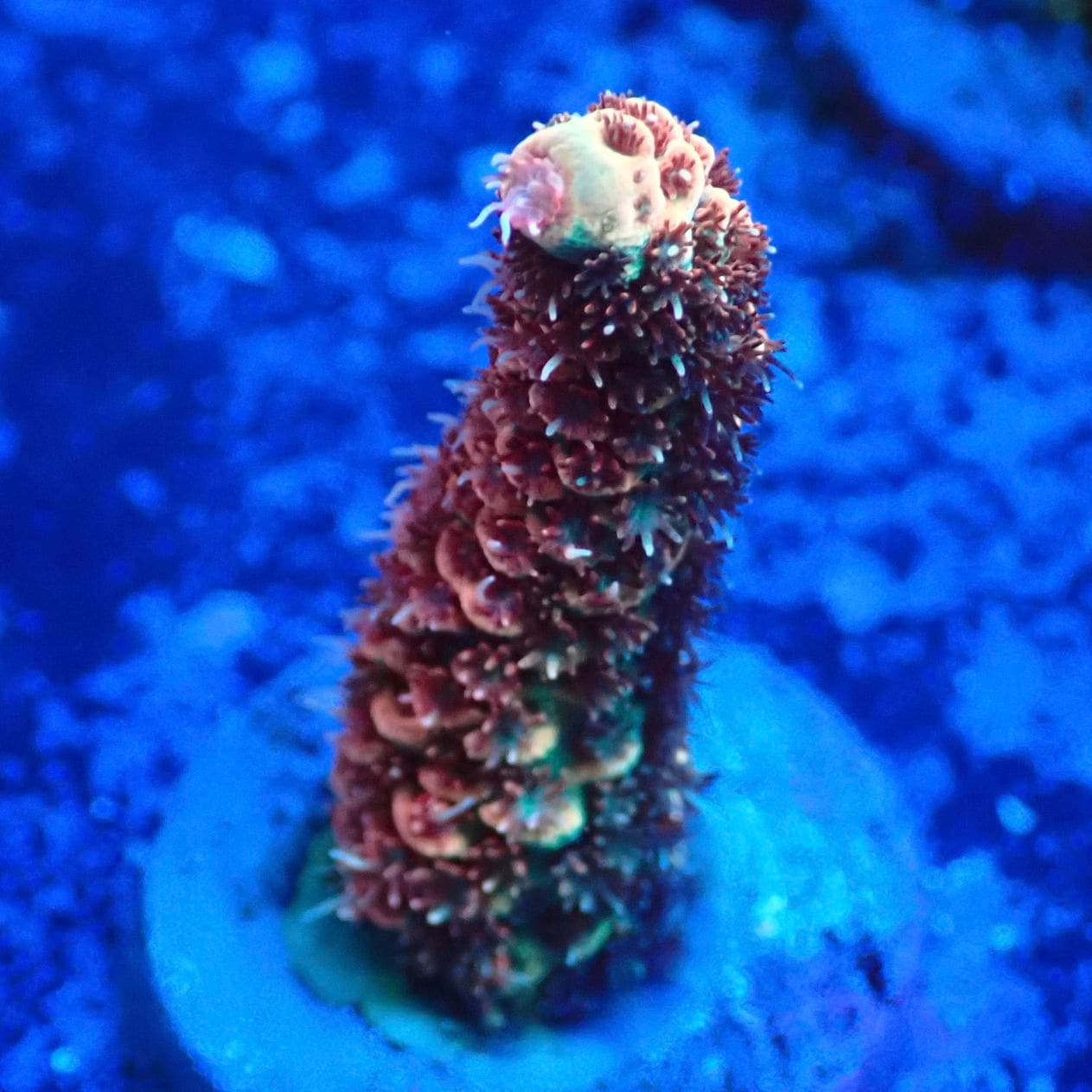 サンゴ,フラグサンゴ,ミドリイシ | CENTRAL CORAL