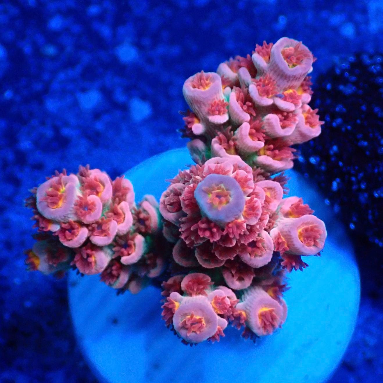 サンゴ,フラグサンゴ,ミドリイシ | CENTRAL CORAL