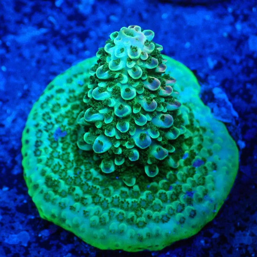 サンゴ,フラグサンゴ,ミドリイシ | CENTRAL CORAL