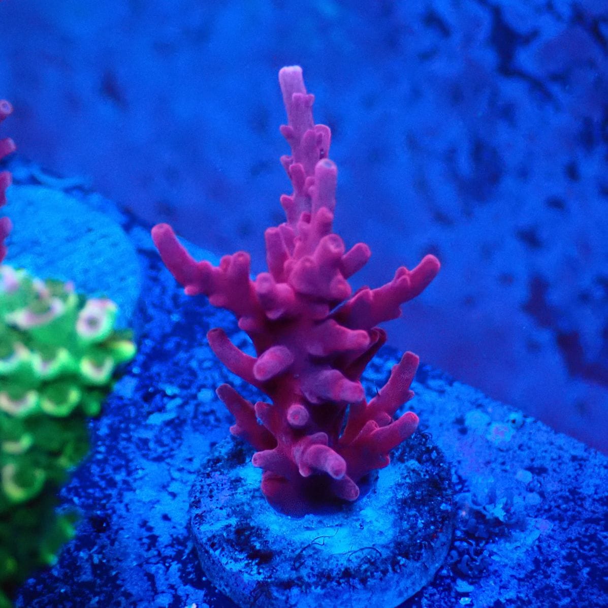 サンゴ,ミドリイシ | CENTRAL CORAL