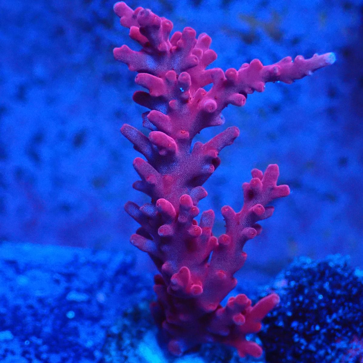 サンゴ,フラグサンゴ | CENTRAL CORAL