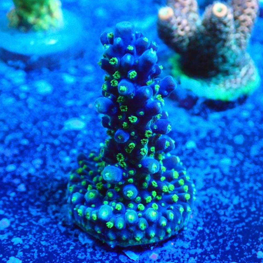 サンゴ サンゴ,フラグサンゴ | CENTRAL CORAL