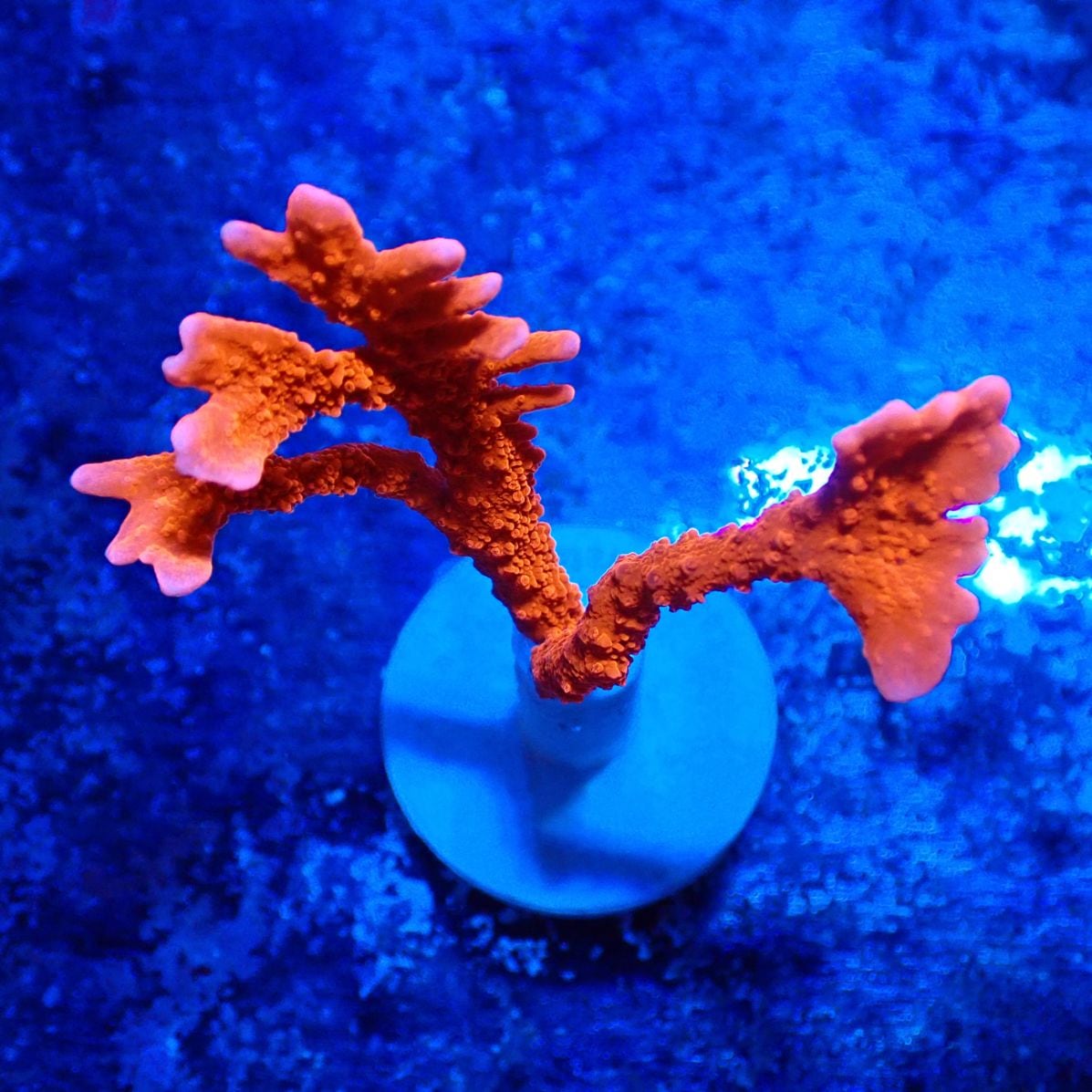 サンゴ,SPS | CENTRAL CORAL