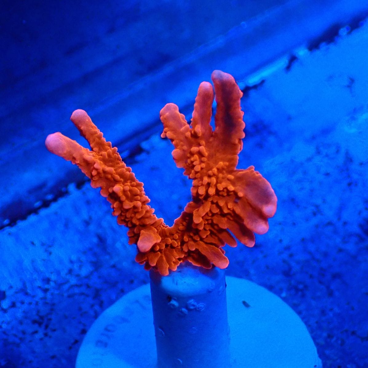 サンゴ,SPS | CENTRAL CORAL