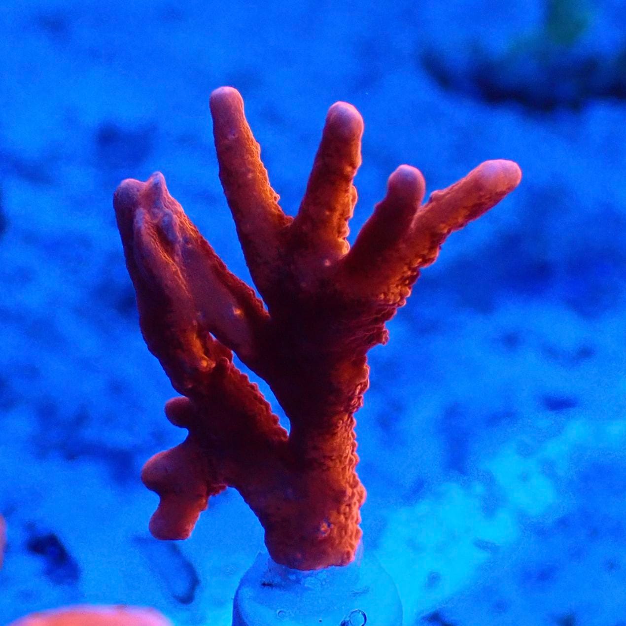 その他 サンゴ（メデューサコモンサンゴレッド）