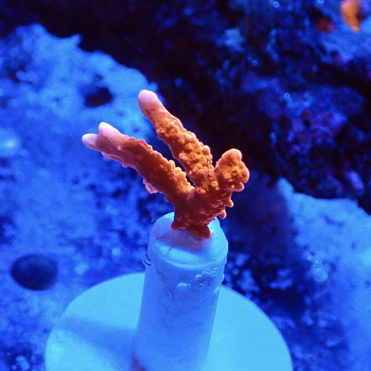 Manila Spy Montipora 】レッドメデューサ 現物 | サンゴ,SPS,コモン 