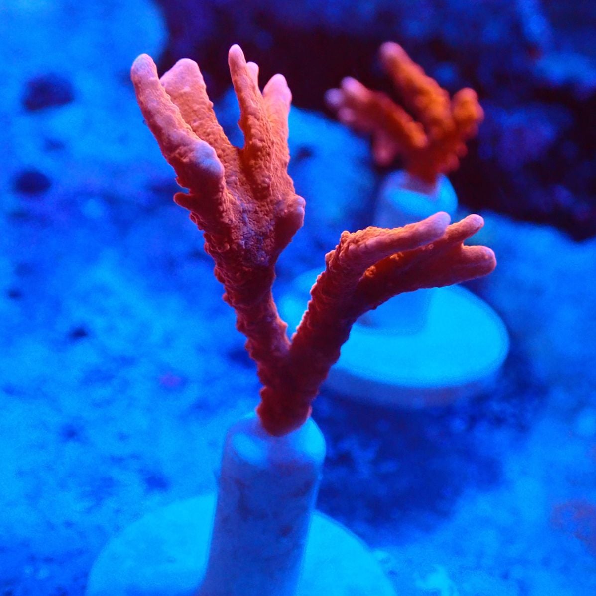 サンゴ,SPS | CENTRAL CORAL