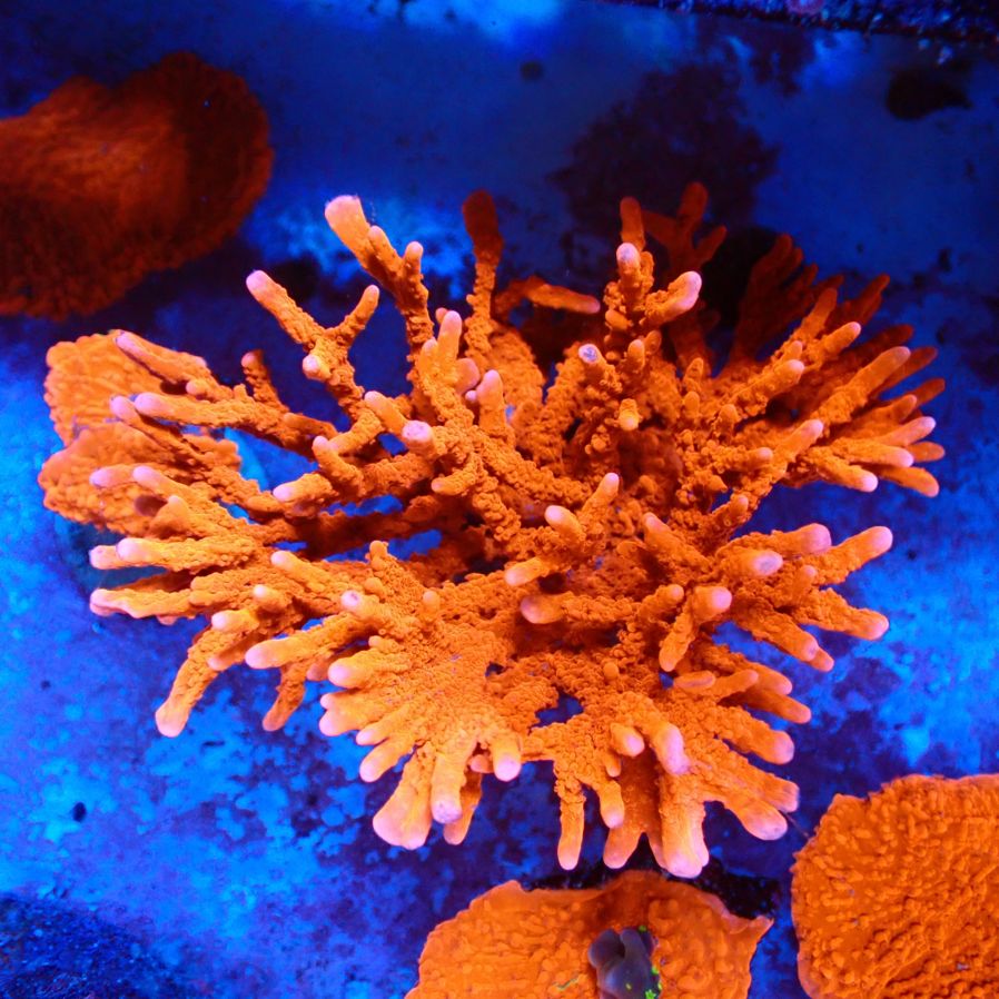 サンゴ サンゴ,フラグサンゴ | CENTRAL CORAL
