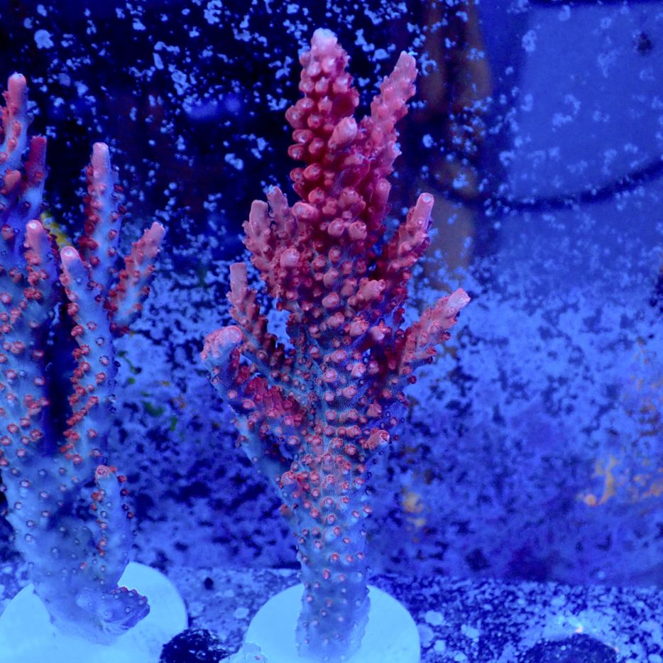 CC King Crimson 】現物 | サンゴ,ミドリイシ | CENTRAL CORAL