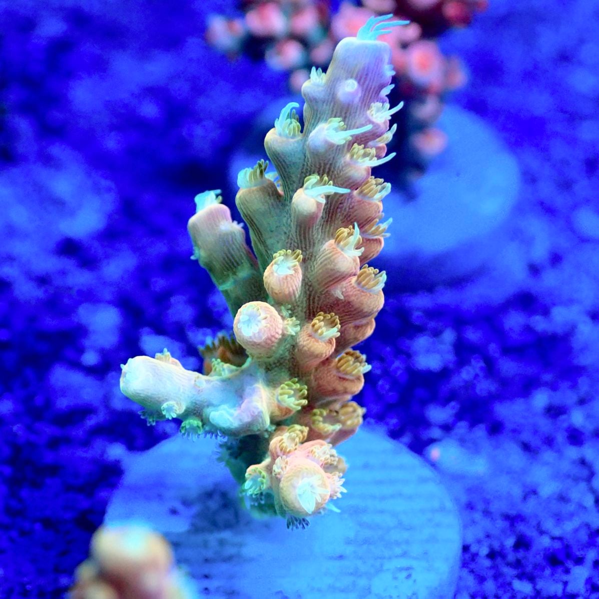 サンゴ,フラグサンゴ,ミドリイシ | CENTRAL CORAL