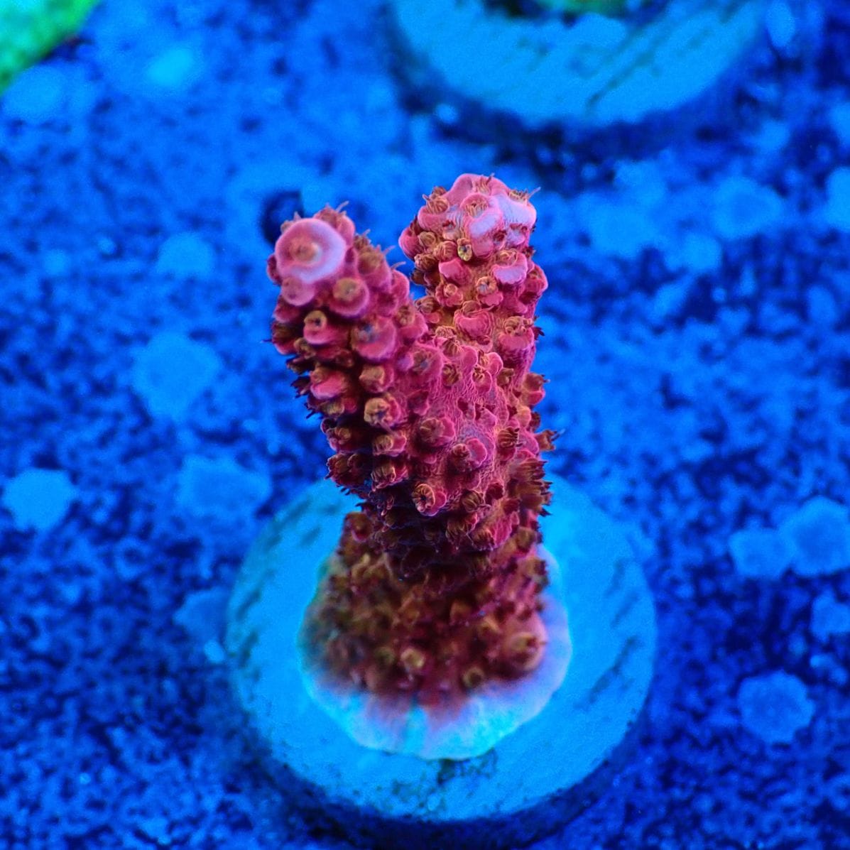 サンゴ,フラグサンゴ,ミドリイシ | CENTRAL CORAL