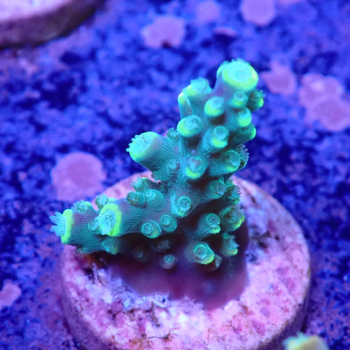 サンゴ,ミドリイシ | CENTRAL CORAL サンゴ,ミドリイシ | CENTRAL CORAL