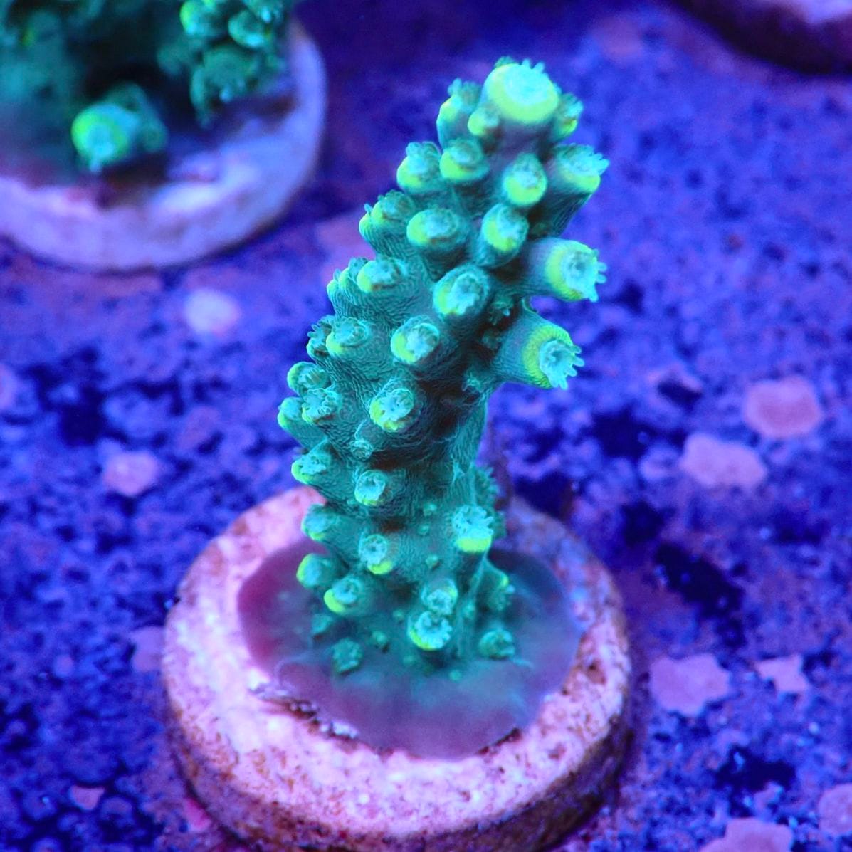 サンゴ,ミドリイシ | CENTRAL CORAL