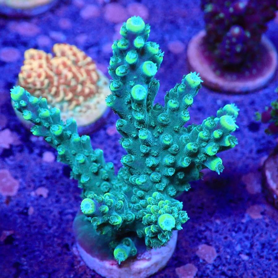 サンゴ,フラグサンゴ,ミドリイシ | CENTRAL CORAL