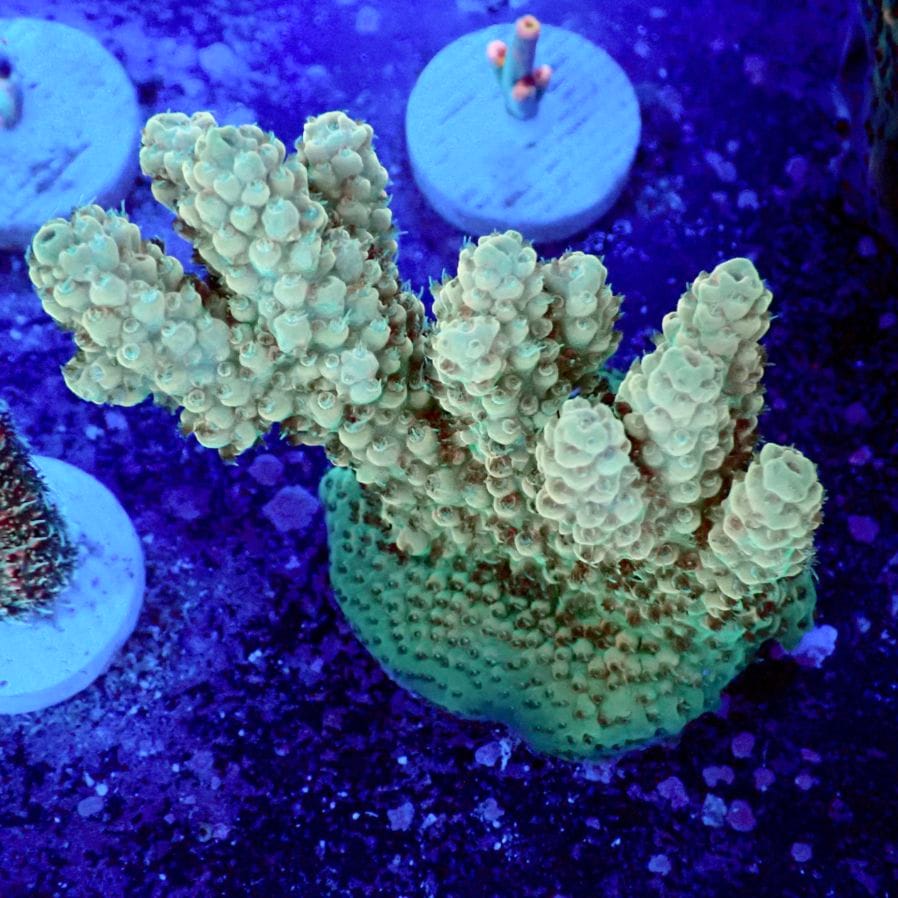 サンゴ,フラグサンゴ,ミドリイシ | CENTRAL CORAL